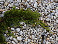 Juniperus horizontalis Golden Carpet IMG_1113 Jałowiec płożący